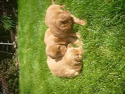 Samson, a male Golden Retriever and Golden Irish for sale in Blain, PA – 4 of 4