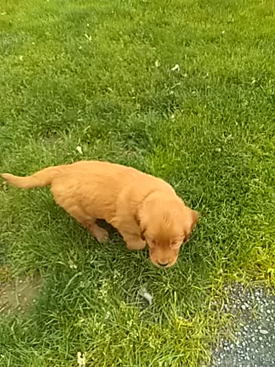 Trustin, a male Golden Retriever and Irish Setter for sale in Blain, PA – 5 of 5