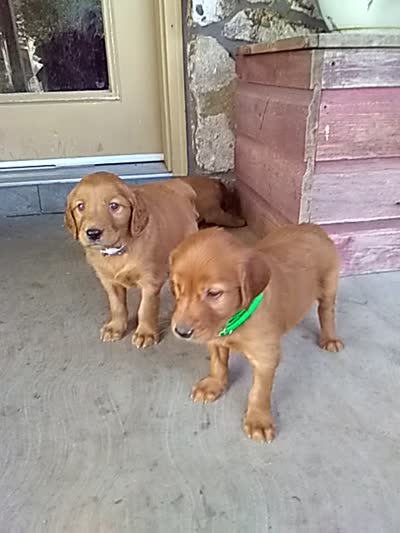 Wyatt, a male Golden Retriever and Irish Setter for sale in Blain, PA – 5 of 6