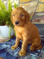 Wyatt, a male Golden Retriever and Irish Setter for sale in Blain, PA – 2 of 6