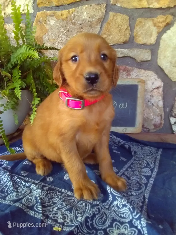 Willow – Golden Retriever, Irish Setter puppy for sale in Blain, PA