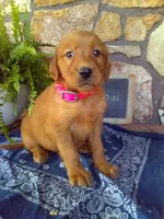 Willow, a female Golden Retriever and Irish Setter for sale in Blain, PA – 1 of 5