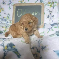 Olive, a female Poodle - Toy  for sale in Blain, PA – Photo 1 of 4