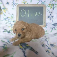 Olive, a female Poodle - Toy  for sale in Blain, PA – Photo 4 of 4
