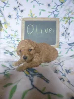 Olive, a female Poodle - Toy  for sale in Blain, PA – Photo 4 of 4