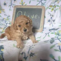 Olive, a female Poodle - Toy  for sale in Blain, PA – Photo 2 of 4