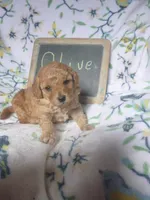 Olive, a female Poodle - Toy  for sale in Blain, PA – Photo 2 of 4