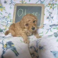 Olive, a female Poodle - Toy  for sale in Blain, PA – Photo 3 of 4