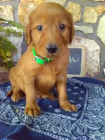 Worth, a male Golden Retriever and Irish Setter for sale in Blain, PA – 1 of 5