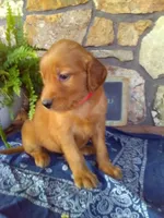 Willow, a female Golden Retriever and Irish Setter for sale in Blain, PA – 4 of 5
