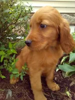 Trustin, a male Golden Retriever and Irish Setter for sale in Blain, PA – 4 of 5