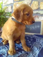 Wyatt, a male Golden Retriever and Irish Setter for sale in Blain, PA – 3 of 6