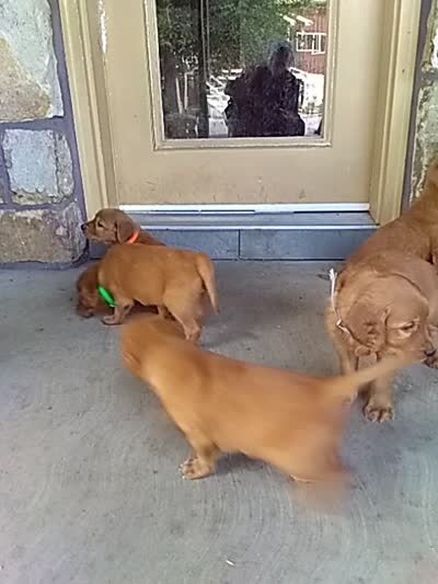 Willow, a female Golden Retriever and Irish Setter for sale in Blain, PA – 5 of 5