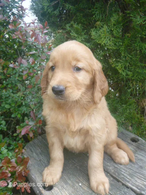 Shyanne – Golden Retriever, Golden Irish puppy for sale in Blain, PA