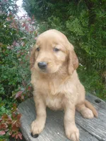 Shyanne, a male Golden Retriever and Golden Irish for sale in Blain, PA – 1 of 4
