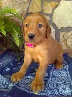 Willow, a female Golden Retriever and Irish Setter for sale in Blain, PA – 2 of 5