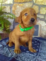 Worth, a male Golden Retriever and Irish Setter for sale in Blain, PA – 4 of 5