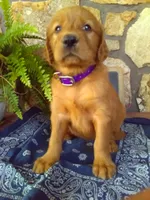 Wynn, a female Golden Retriever and Irish Setter for sale in Blain, PA – 3 of 3