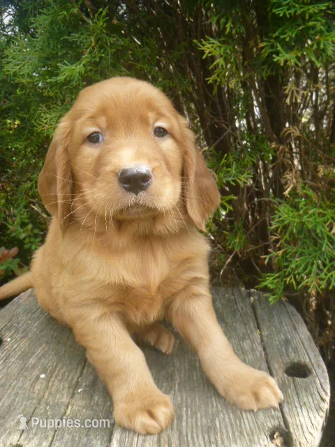 Solly – Golden Retriever, Golden Irish puppy for sale in Blain, PA