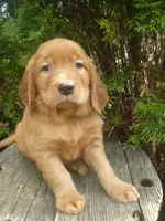 Solly, a male Golden Retriever and Golden Irish for sale in Blain, PA – 1 of 3
