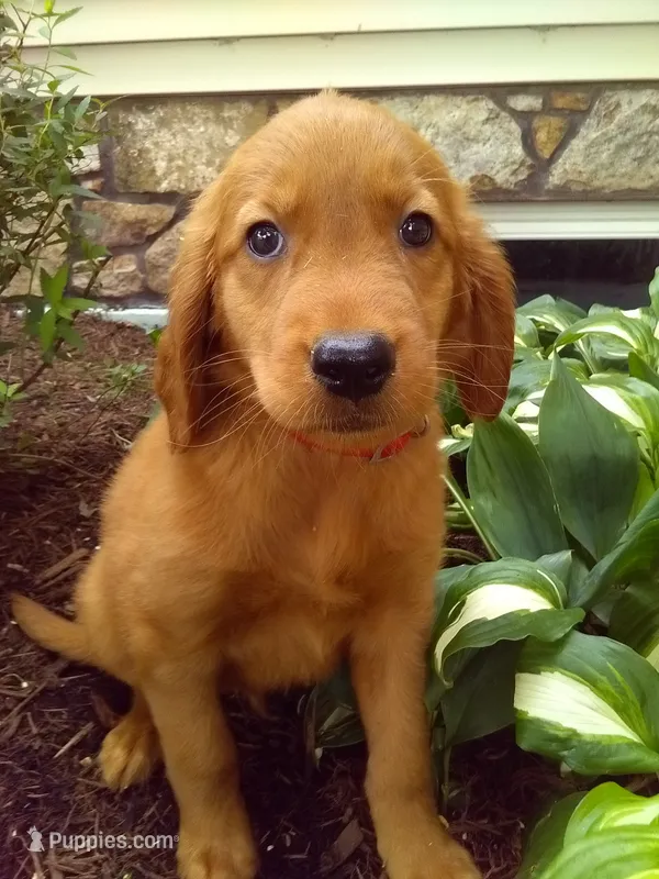 Trustin – Golden Retriever, Irish Setter puppy for sale in Blain, PA