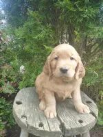 Samson, a male Golden Retriever and Golden Irish for sale in Blain, PA – 2 of 4