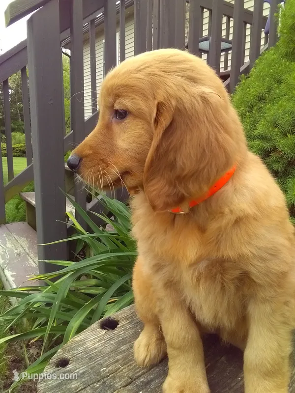 Shyanne – Golden Retriever, Golden Irish puppy for sale in Blain, PA