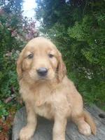 Shyanne, a male Golden Retriever and Golden Irish for sale in Blain, PA – 2 of 4