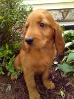 Truman, a male Golden Retriever and Irish Setter for sale in Blain, PA – 2 of 4