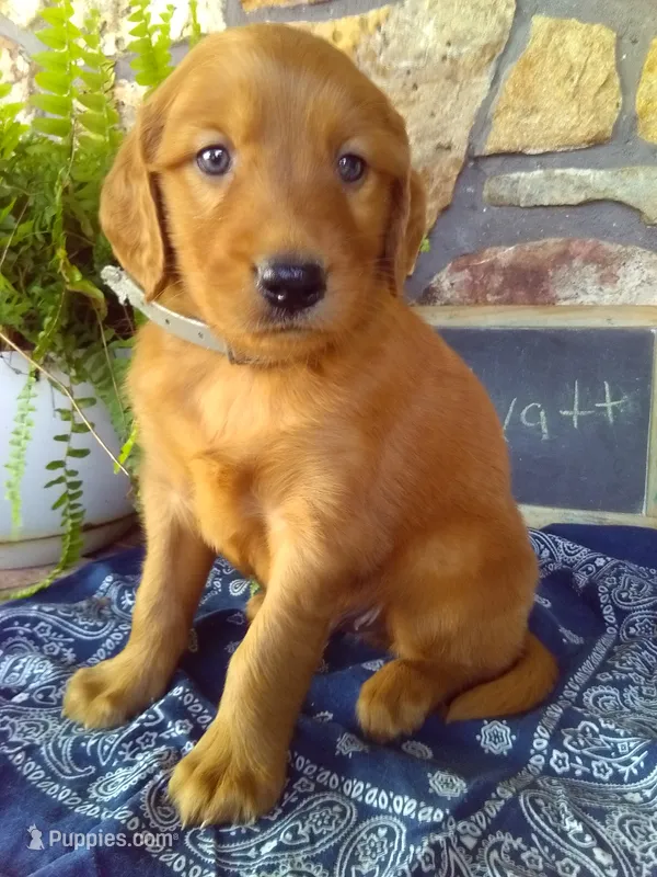 Wyatt – Golden Retriever, Irish Setter puppy for sale in Blain, PA