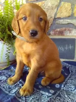 Wyatt, a male Golden Retriever and Irish Setter for sale in Blain, PA – 1 of 6