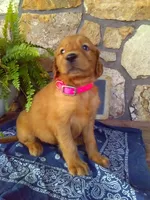 Willow, a female Golden Retriever and Irish Setter for sale in Blain, PA – 3 of 5
