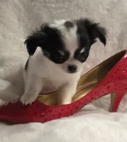 AKC Minnie Mouse, a female Chihuahua for sale in Zanesville, OH – 10 of 10