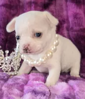 AKC Sugar , a female Chihuahua for sale in Zanesville, OH – 4 of 5