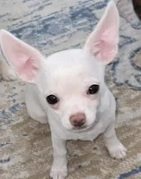 AKC Wesley, a male Chihuahua for sale in Zanesville, OH – Photo 1 of 4