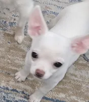 AKC Wesley, a male Chihuahua for sale in Zanesville, OH – Photo 3 of 4