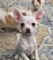 AKC Wesley, a male Chihuahua for sale in Zanesville, OH – Photo 2 of 4