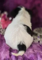 Small AKC Amy Sue, a female Chihuahua for sale in Zanesville, OH – 8 of 10