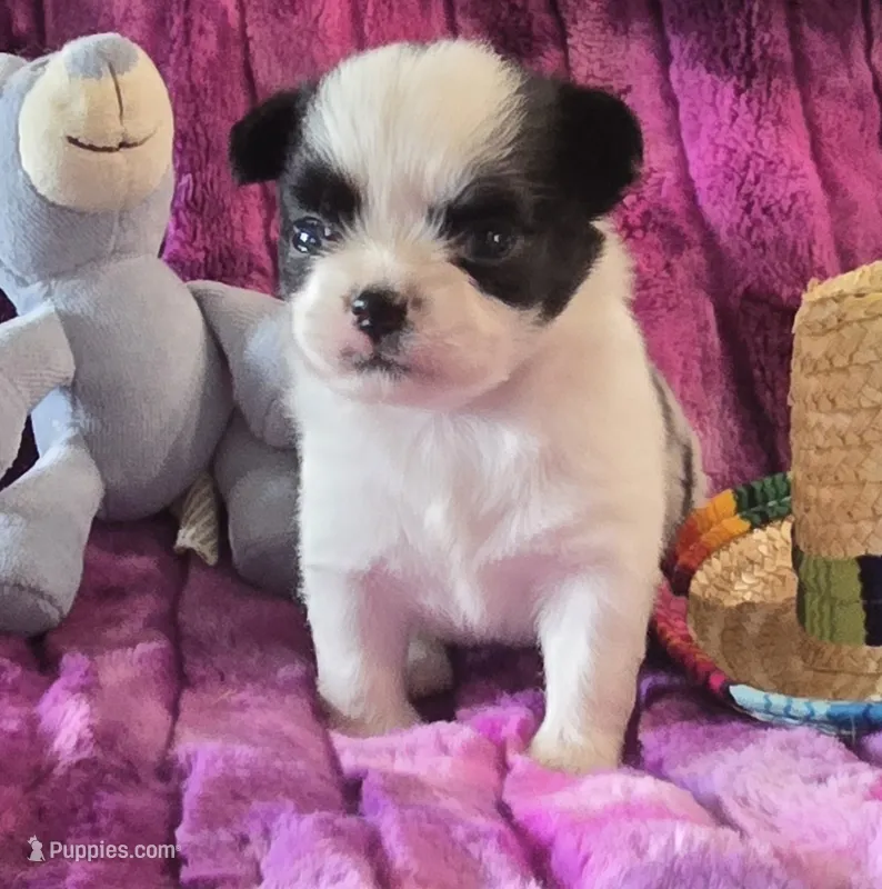 AKC Max – Chihuahua puppy for sale in Zanesville, OH