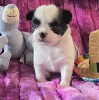 AKC Max, a male Chihuahua for sale in Zanesville, OH – 1 of 4
