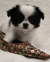 AKC Bat Man, a male Chihuahua for sale in Zanesville, OH – 8 of 9