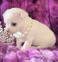 AKC Sugar , a female Chihuahua for sale in Zanesville, OH – 3 of 5
