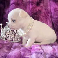 AKC Sugar , a female Chihuahua for sale in Zanesville, OH – 5 of 5