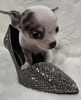 AKC RockStar, a male Chihuahua for sale in Zanesville, OH – 2 of 9