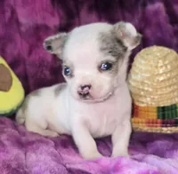 Rocky, a male Chihuahua for sale in Zanesville, OH – 4 of 5