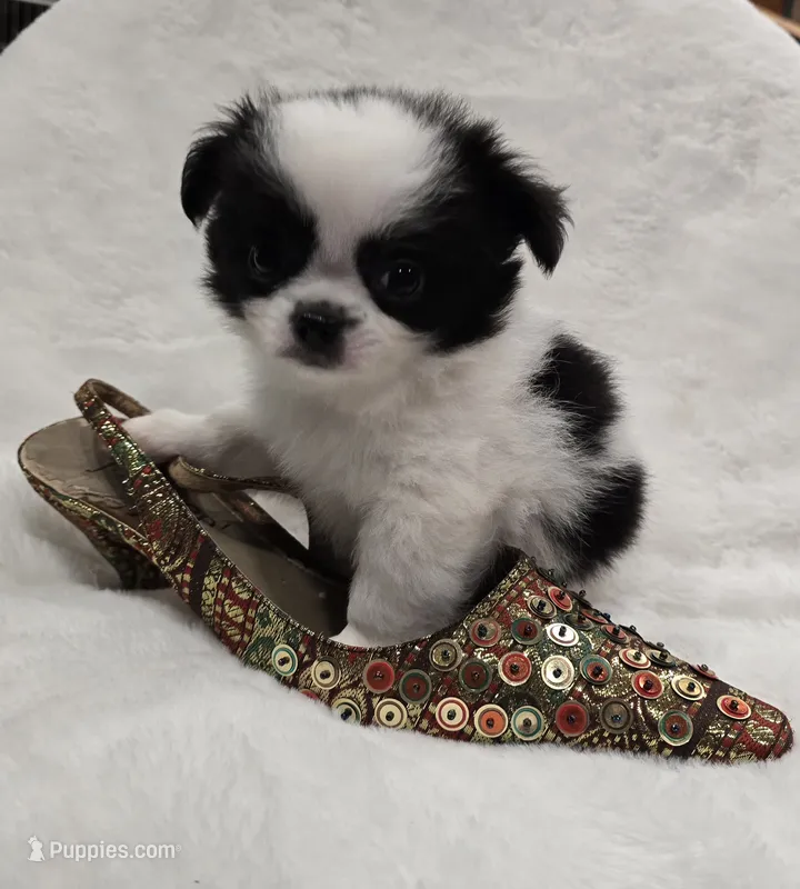 AKC Bat Man – Chihuahua puppy for sale in Zanesville, OH