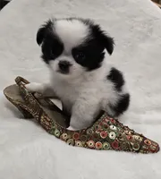 AKC Bat Man, a male Chihuahua for sale in Zanesville, OH – 1 of 9