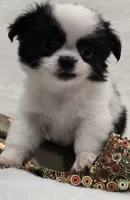 AKC Bat Man, a male Chihuahua for sale in Zanesville, OH – 2 of 9