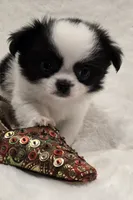 AKC Bat Man, a male Chihuahua for sale in Zanesville, OH – 9 of 9