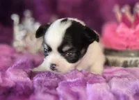 Small AKC Amy Sue, a female Chihuahua for sale in Zanesville, OH – 7 of 10